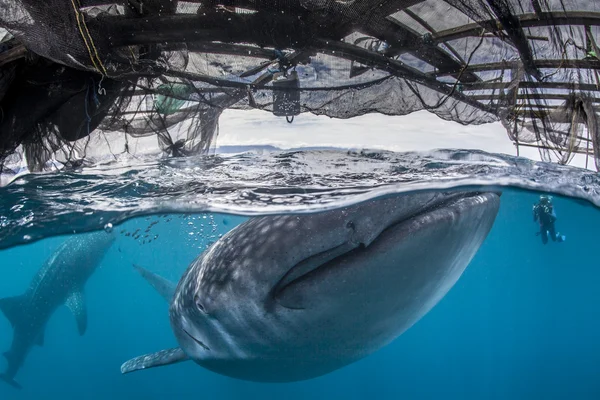 Whale sharks with diver in the blue sea of Cenderawasih Bay, Indonesia — Stock Photo, Image