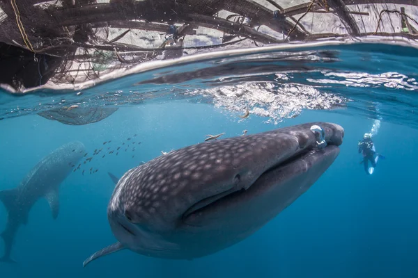 Tiburones ballena con buzo en el mar azul de Cenderawasih Bay, Indonesia — Foto de Stock