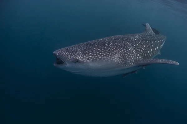 Bálna cápa, a kék tenger, Cenderawasih Bay, Indonézia — Stock Fotó