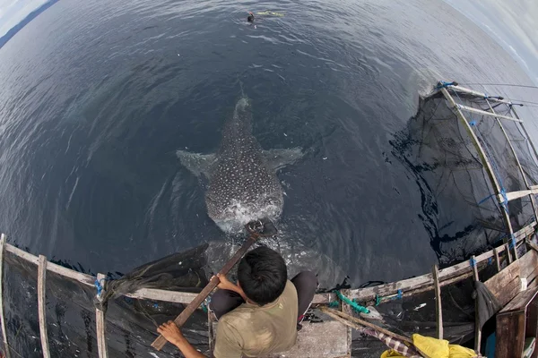 Pescador con tiburón ballena en las aguas azules de Cenderawasih Bay, Indonesia — Foto de Stock