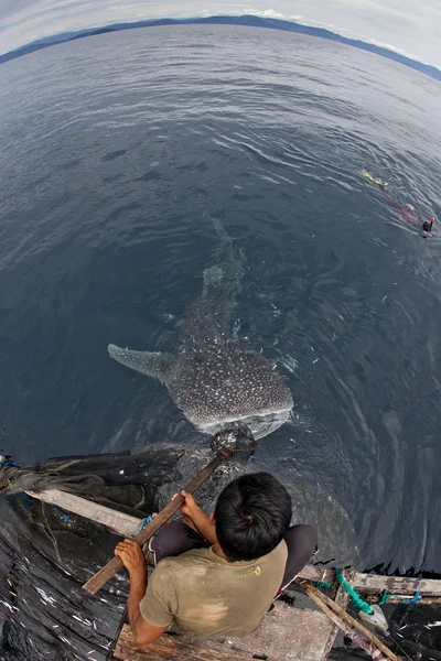Fisherman with whale shark in the blue waters of Cenderawasih Bay, Indonesia — Stock Photo, Image
