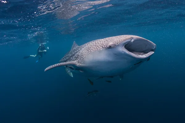 Walvishaai in de blauwe zee van Paradijsvogelbaai bay, Indonesië — Stockfoto