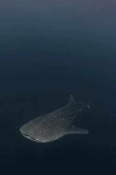 Tubarão-baleia no mar azul de Cenderawasih Bay, Indonésia — Fotografia de Stock