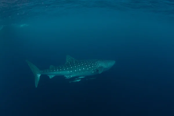 Tubarão-baleia no mar azul de Cenderawasih Bay, Indonésia — Fotografia de Stock