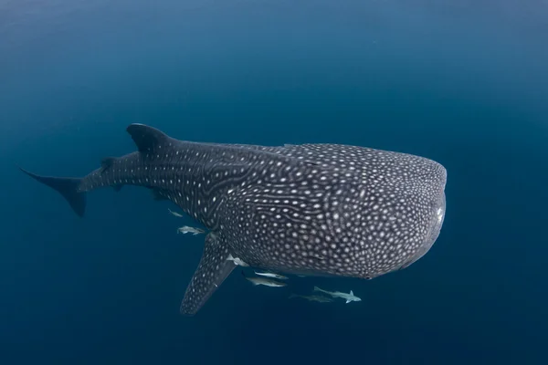 Tubarão-baleia no mar azul de Cenderawasih Bay, Indonésia — Fotografia de Stock