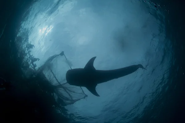 Whale shark silhouette under the fishermans nets — Stock Photo, Image