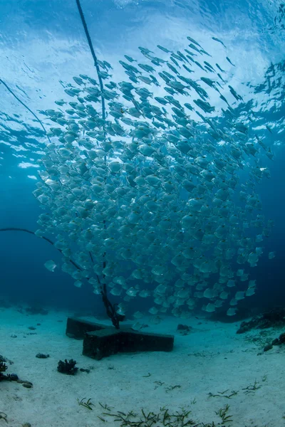 Passera marina sottomarina — Foto Stock