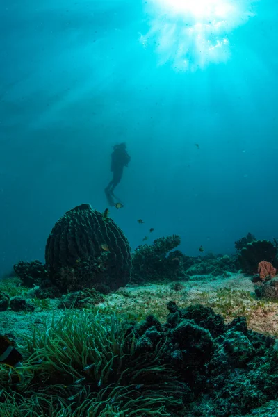 Taucher schwimmt tief unter Wasser — Stockfoto