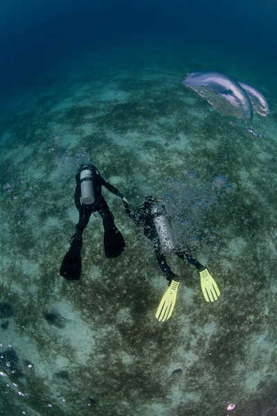 Dva potápěče pod vodou — Stock fotografie