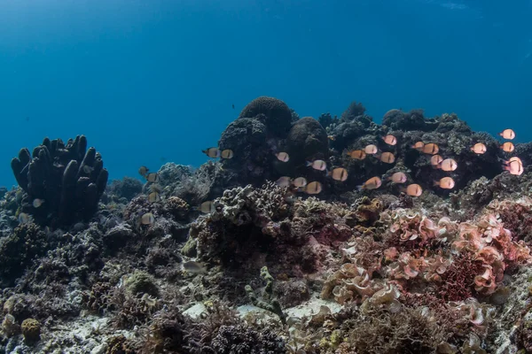 Panorama della barriera corallina subacquea — Foto Stock