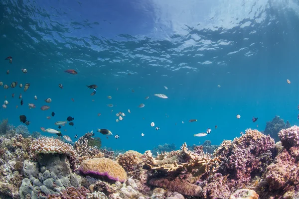 Escape de recifes subaquáticos — Fotografia de Stock