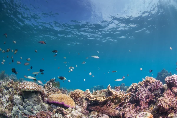 Paisaje de arrecife submarino —  Fotos de Stock