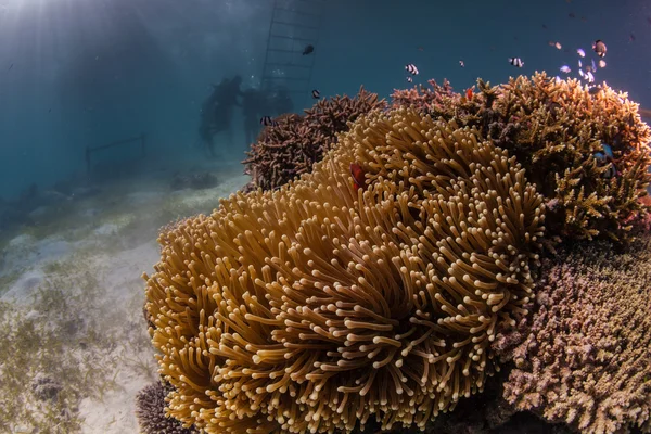 Paesaggio marino a Bohol, Filippine — Foto Stock