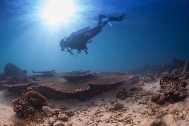 derin su altında yüzmek dalgıç