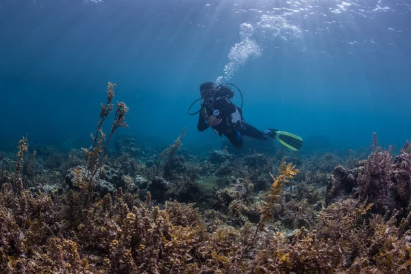 Buceador nadando profundamente bajo el agua —  Fotos de Stock