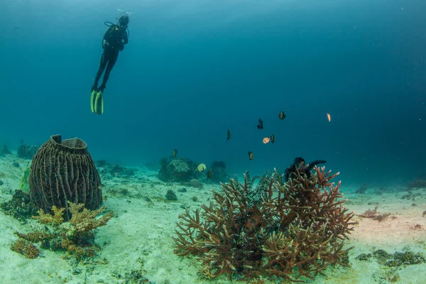 derin su altında yüzmek dalgıç
