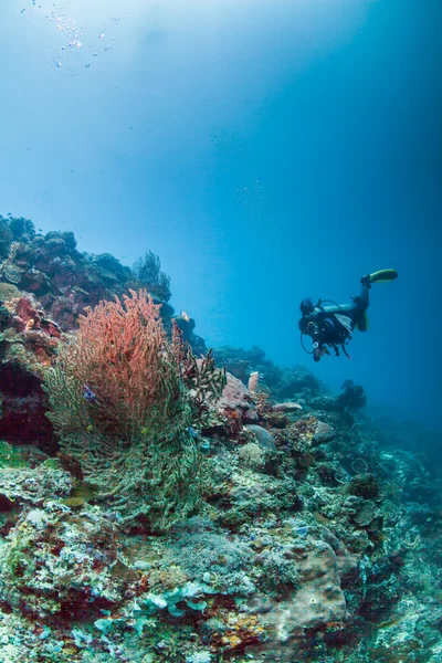 水の下で深く水泳ダイバー — ストック写真