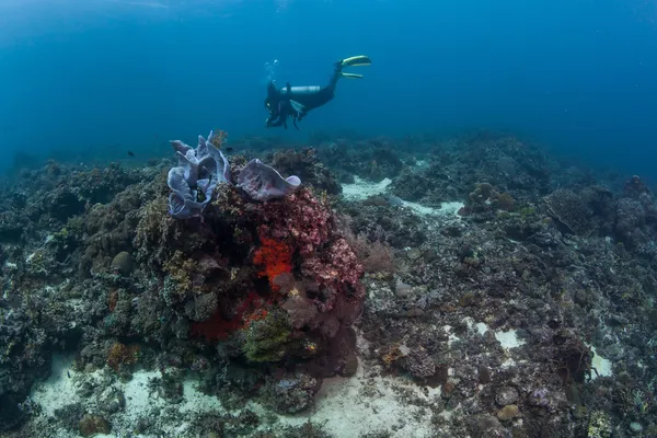 Buceador nadando profundamente bajo el agua — Foto de Stock