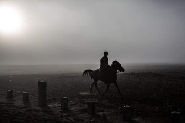 Бромские лошади
