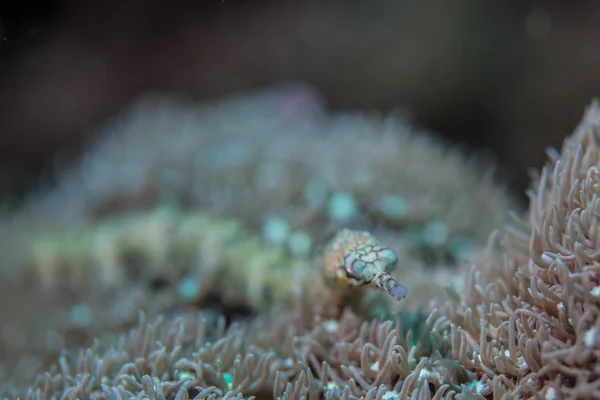 Onderwater zee scape — Stockfoto