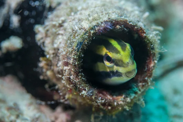Onderwater zee scape — Stockfoto