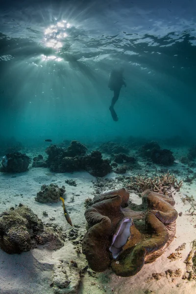 Dykare granska en hälsosam reef — Stockfoto