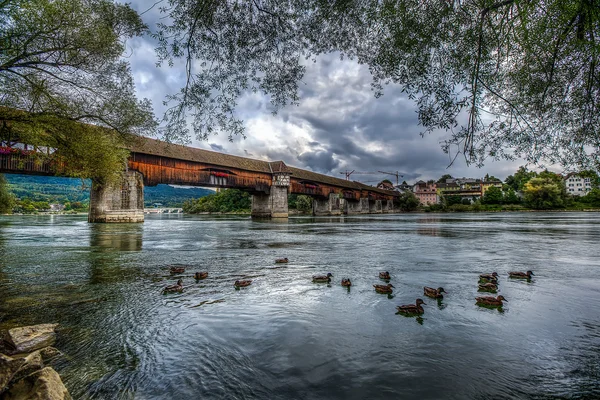 Ördekler ve köprü — Stok fotoğraf