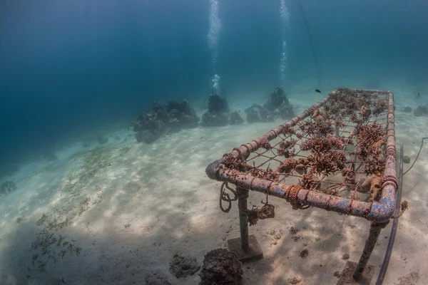 Buceo submarino — Foto de Stock