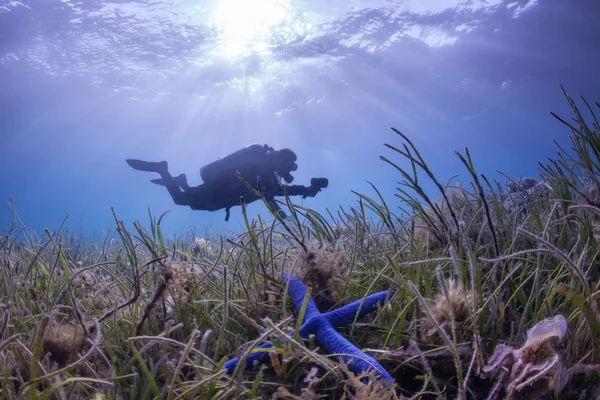 Unterwassertauchen — Stockfoto