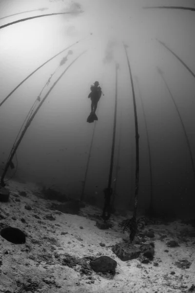 Black and white diver — Stock Photo, Image