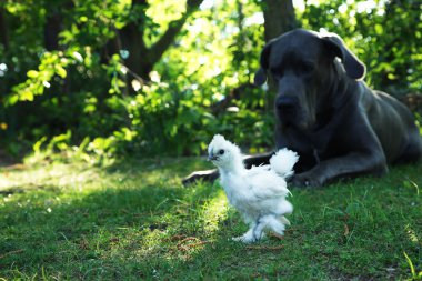 siyah bulldog tavuk ile çim üzerinde yalan