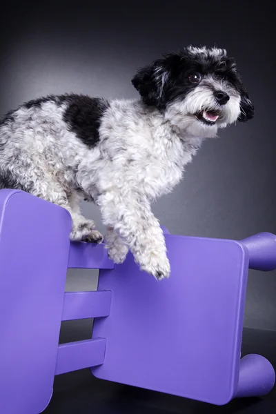 Il cane salta sopra una sedia di plastica — Foto Stock