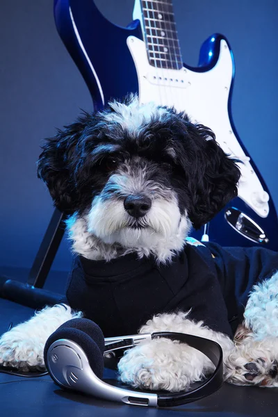 Un cane con una chitarra elettrica — Foto Stock