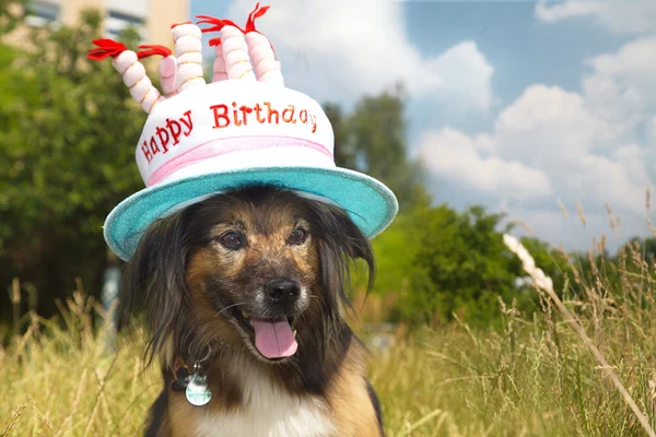 Perro con sombrero "Feliz cumpleaños " —  Fotos de Stock