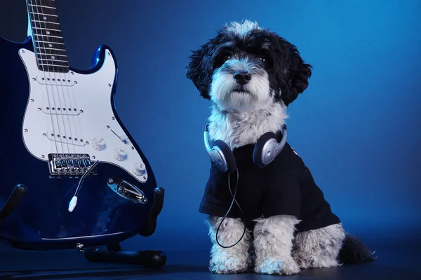 En hund med en elektrisk gitarr — Stockfoto