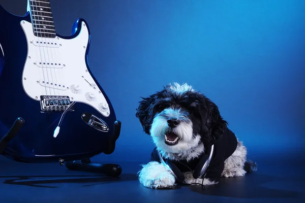 En hund med en elektrisk gitarr — Stockfoto