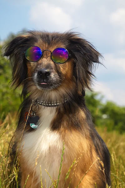 Dog in glasses on the landscape — Stock Photo, Image