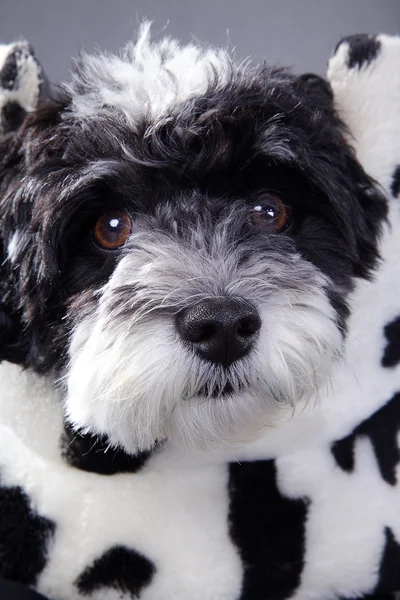 Hund in einer gestreiften Tüte — Stockfoto