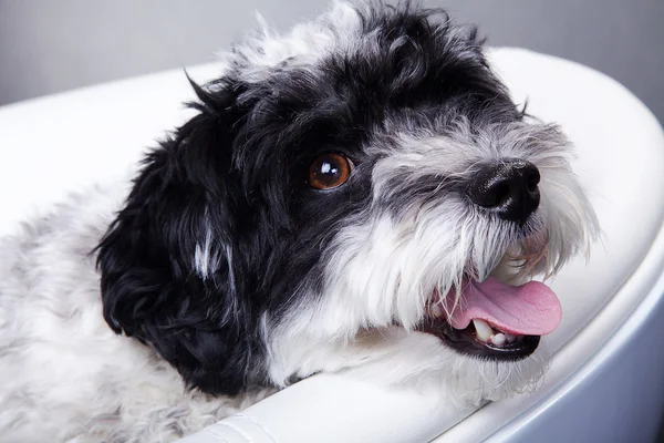 En hund i en vit bad — Stockfoto