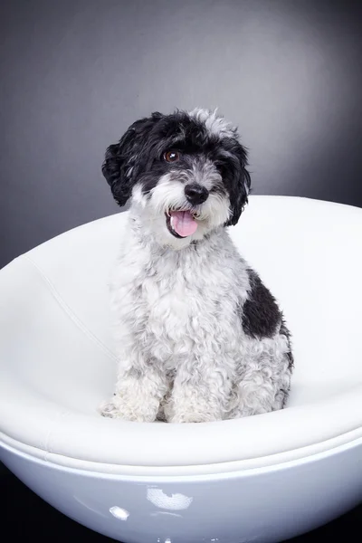 En hund i en vit bad — Stockfoto