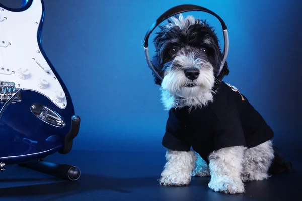 Un cane con una chitarra elettrica — Foto Stock