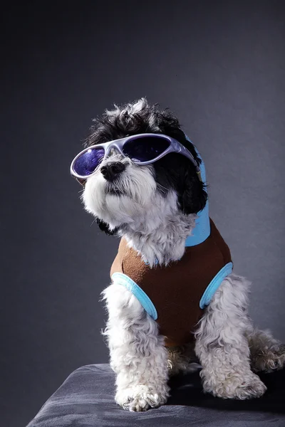 Hund i kläder och glasögon — Stockfoto