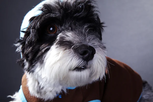 Hund i kläder — Stockfoto