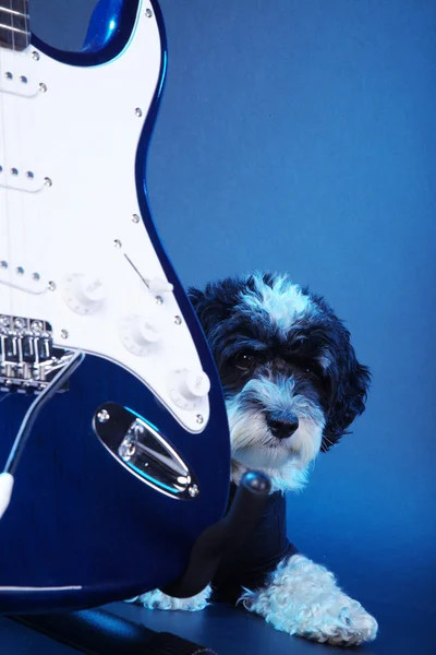 Ein Hund mit einer E-Gitarre — Stockfoto