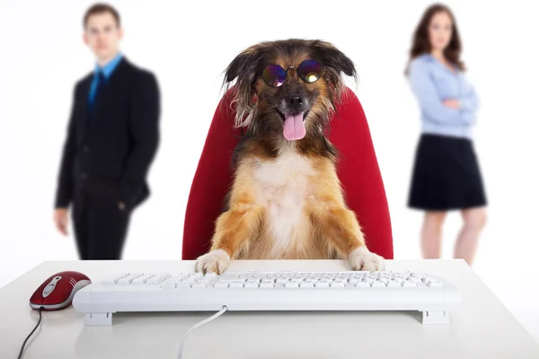 Der Hund sitzt am Tisch mit der Tastatur auf dem Hintergrund von Geschäftsleuten — Stockfoto