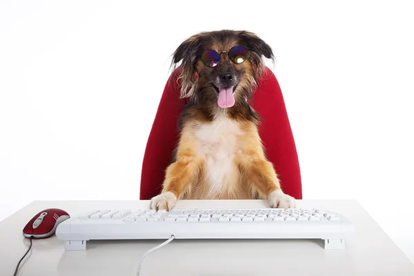 The dog is sitting at the table with the keyboard — Stock Photo, Image