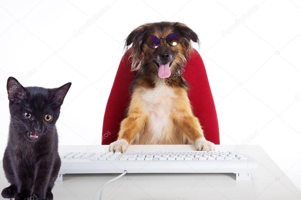 The dog is sitting at the table with the keyboard along with the cat