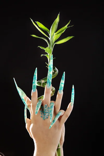 Green branch in female hands with long nails — Stock Photo, Image