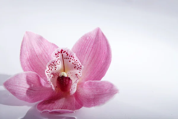 Orchidea rosa su sfondo bianco — Foto Stock