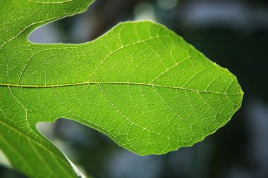 Yeşil yaprak yakın plan